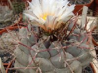 Thelocactus hexaedrophorus v. fossulatus ©JLcoll.4296.jpg